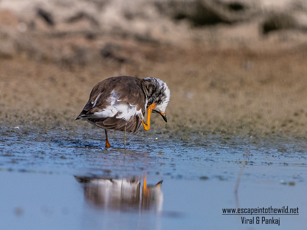 Common Ringed Plover